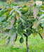 Avocado Plant, Persea americana, Butter Fruit Tree, Alligator Pear, Saharanpur