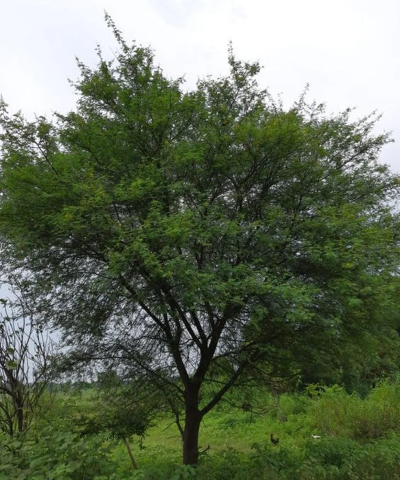 Babul, Acacia Arabica, Gum Arabic Tree, Acacia nilotica, Acacia Arabica, Ornamental Tree, Avenue Tree, Timber Tree, Saharanpur Nursery, Wholesale Plant Supplier, Wholesale Plant Nursery, Nursery in India, Landscaping Company in India, Plant Exporter in India 