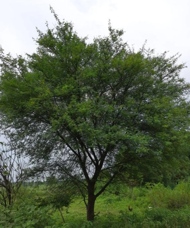 Babul Tree | Acacia Arabica | Gum Arabic Tree | Avenue Tree | Saharanpur Nursery | Wholesale Plant Supplier