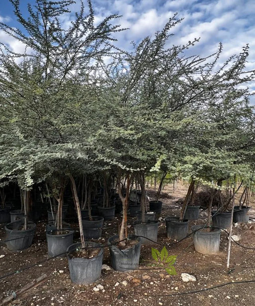 Babul, Acacia Arabica, Gum Arabic Tree, Acacia nilotica, Acacia Arabica, Ornamental Tree, Avenue Tree, Timber Tree, Saharanpur Nursery, Wholesale Plant Supplier, Wholesale Plant Nursery, Nursery in India, Landscaping Company in India, Plant Exporter in India 