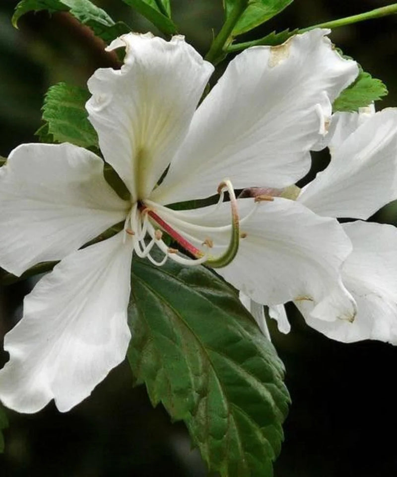 Bauhinia alba, Bauhinia Variegata 'Alba', White Orchid Tree, White Mountain Ebony, Timber Tree, Avenue Tree, Landscaping Tree, Saharanpur Nursery, Wholesale Plant Supplier, Wholesale Plant Nursery, Nursery in India, Landscaping Company in India, Plant Exporter in India 
