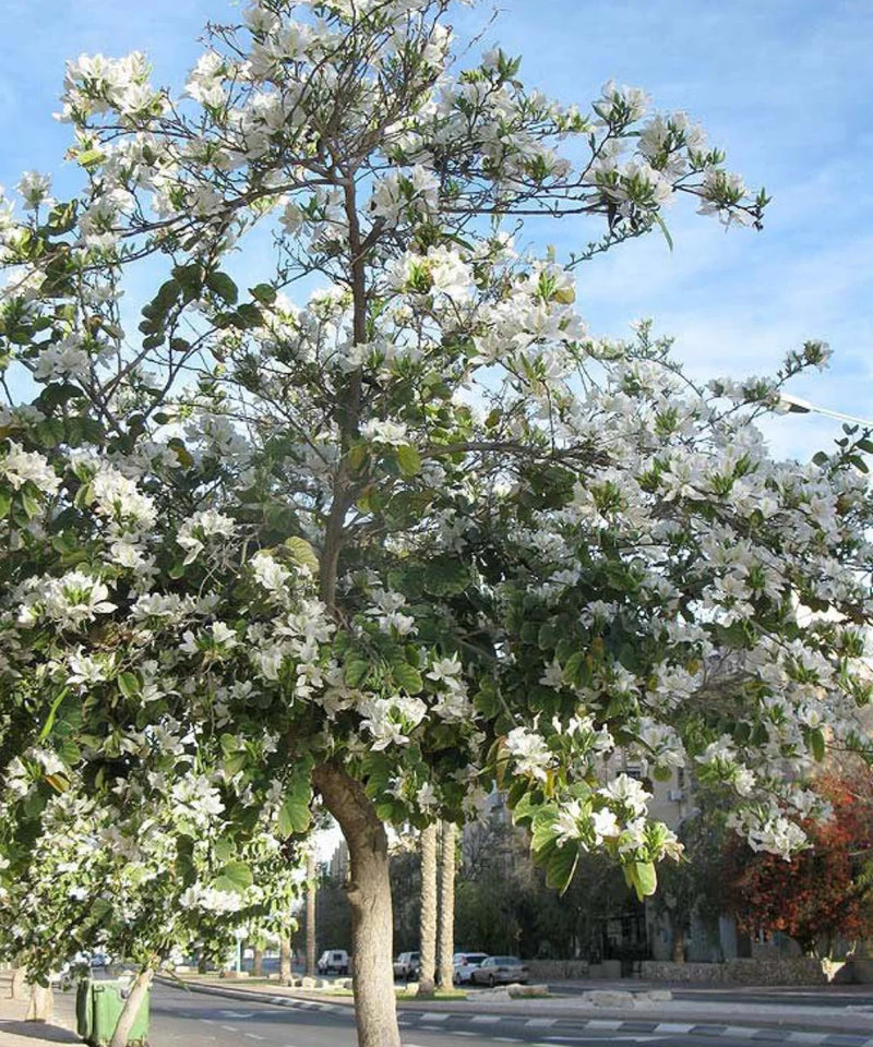 Bauhinia alba, Bauhinia Variegata 'Alba', White Orchid Tree, White Mountain Ebony, Timber Tree, Avenue Tree, Landscaping Tree, Saharanpur Nursery, Wholesale Plant Supplier, Wholesale Plant Nursery, Nursery in India, Landscaping Company in India, Plant Exporter in India 