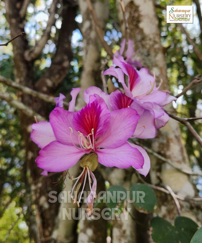 Bauhinia | Kachnar | Mountain Ebony | Tree Orchid | Ornamental Tree | Avenue Tree | Sahranpur Nursery | Wholesale Timber Tree Supplier
