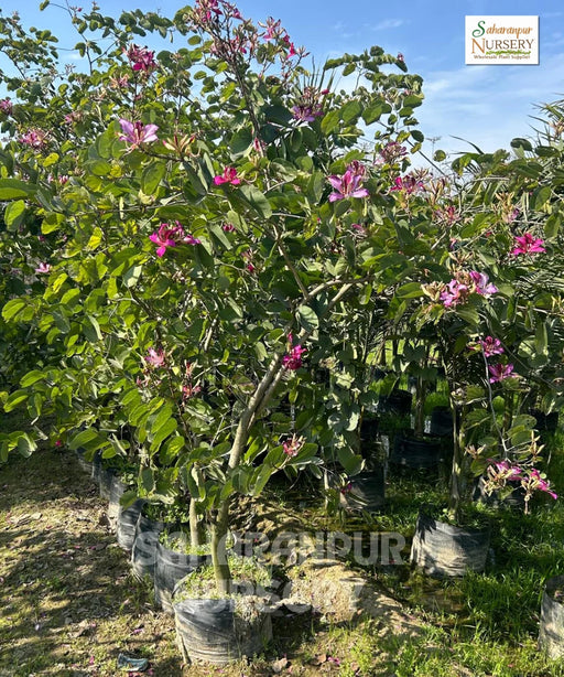 Bauhinia Tree, Kachnar, mountain ebony, Tree Orchid, Avenue Tree, Landscaping Tree, Ornamental Tree, Timber Tree, Saharanpur Nursery, Wholesale Plant Nursery, Wholesale Plant Supplier, Nursery in India, Landscaping Company In India 