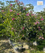 Bauhinia Tree, Kachnar, mountain ebony, Tree Orchid, Avenue Tree, Landscaping Tree, Ornamental Tree, Timber Tree, Saharanpur Nursery, Wholesale Plant Nursery, Wholesale Plant Supplier, Nursery in India, Landscaping Company In India 