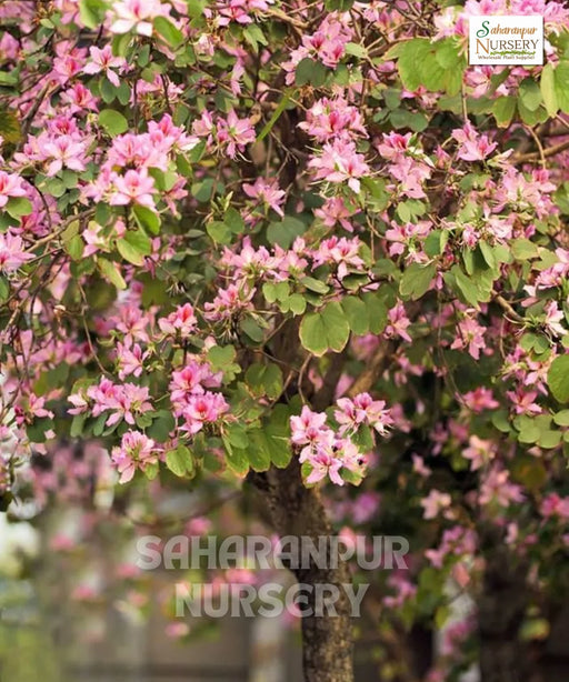 Bauhinia Tree, Kachnar, mountain ebony, Tree Orchid