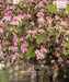 Bauhinia Tree, Kachnar, mountain ebony, Tree Orchid