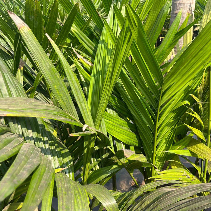 areca nut palm family Discover the Versatile Benefits of Areca Catechu (Betel Nut Palm) for — Saharanpur Nursery