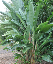 Giant White Bird of Paradise, Wild Banana Plant, Strelitzia nicolai, Landscaping Plant, Ornamental Plant, Saharanpur Nursery, Wholesale Plant Supplier, Wholesale Plant Nursery, Nursery in India, Landscaping company in India