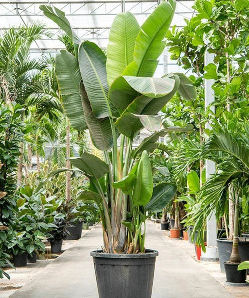 Giant White Bird of Paradise, Wild Banana Plant, Strelitzia nicolai, Landscaping Plant, Ornamental Plant, Saharanpur Nursery, Wholesale Plant Supplier, Wholesale Plant Nursery, Nursery in India, Landscaping company in India