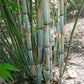 Blue Pine Bamboo, Bambusa chungii, White Bamboo, Blue Bamboo plant, Bamboo landscaping plant, Saharanpur Nursery, Wholesale Bamboo Plants, Bamboo Plants at Wholesale, Bamboo Plant Nursery in India  