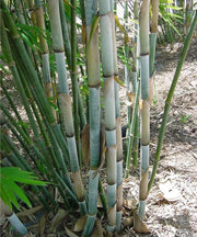 Blue Pine Bamboo, Bambusa chungii, White Bamboo, Blue Bamboo plant, Bamboo landscaping plant, Saharanpur Nursery, Wholesale Bamboo Plants, Bamboo Plants at Wholesale, Bamboo Plant Nursery in India  