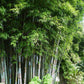 Blue Pine Bamboo, Bambusa chungii, White Bamboo, Blue Bamboo plant, Bamboo landscaping plant, Saharanpur Nursery, Wholesale Bamboo Plants, Bamboo Plants at Wholesale, Bamboo Plant Nursery in India  