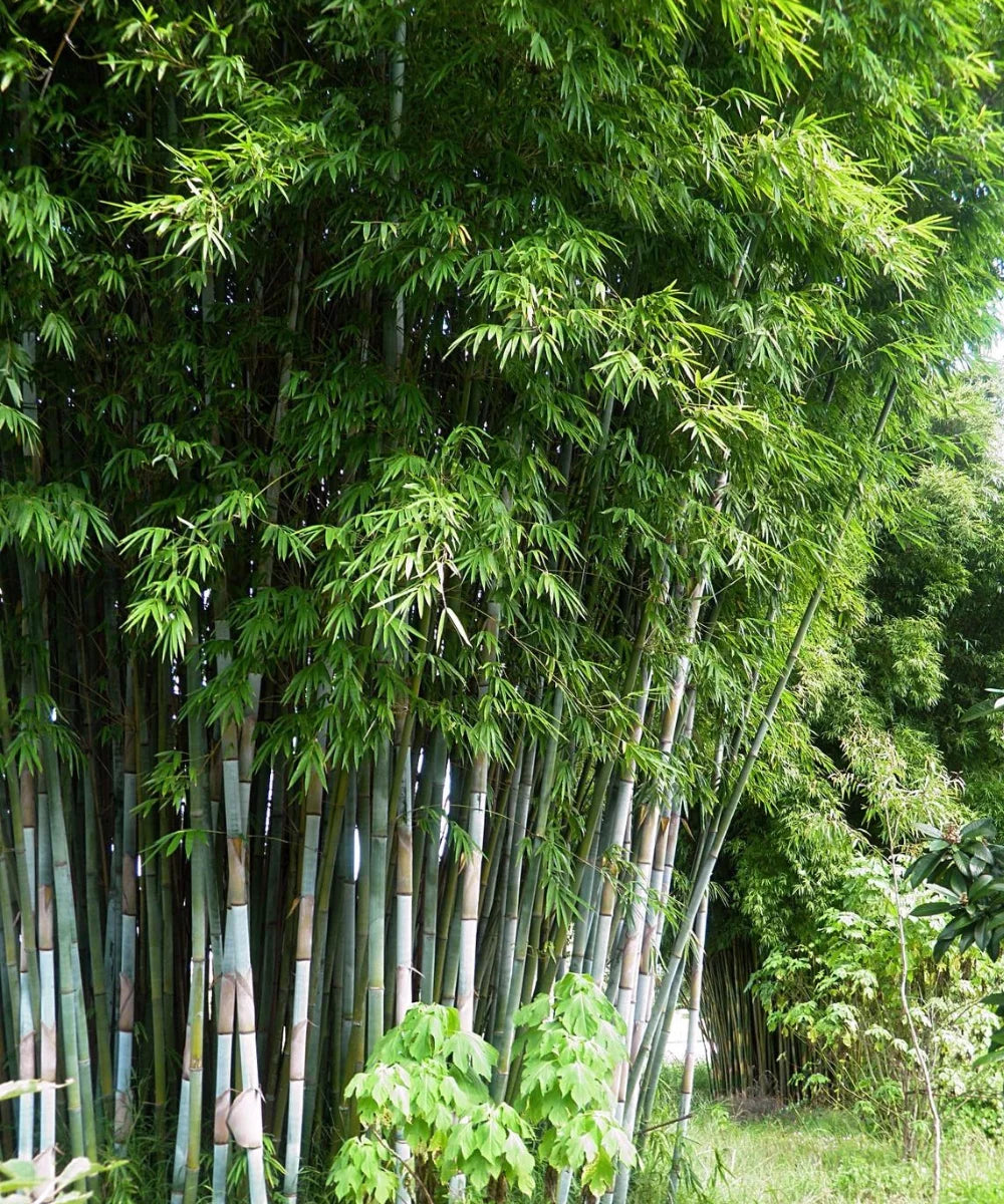 Blue Pine Bamboo, Bambusa chungii, White Bamboo, Blue Bamboo plant, Bamboo landscaping plant, Saharanpur Nursery, Wholesale Bamboo Plants, Bamboo Plants at Wholesale, Bamboo Plant Nursery in India  