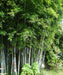Blue Pine Bamboo, Bambusa chungii, White Bamboo, Blue Bamboo plant, Bamboo landscaping plant, Saharanpur Nursery, Wholesale Bamboo Plants, Bamboo Plants at Wholesale, Bamboo Plant Nursery in India  