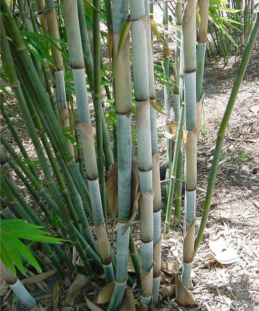 Blue Pine Bamboo, Bambusa chungii, White Bamboo, Blue Bamboo plant, Bamboo landscaping plant, Saharanpur Nursery, Wholesale Bamboo Plants, Bamboo Plants at Wholesale, Bamboo Plant Nursery in India  