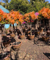 Bougainvillea Multicolor, Multicolor Bougainvillea, Bougainvillea Plant, Ornamental Plant, Landscaping Plant, Shrubs Plant, Saharanpur Nursery, Wholesale Plant Supplier, Wholesale Plant Nursery, Bougainvillea at wholesale