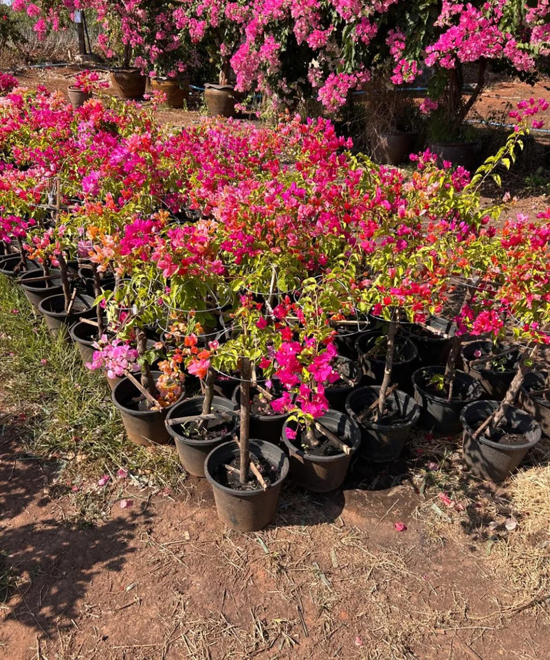 Bougainvillea Multicolor, Multicolor Bougainvillea, Bougainvillea Plant, Ornamental Plant, Landscaping Plant, Shrubs Plant, Saharanpur Nursery, Wholesale Plant Supplier, Wholesale Plant Nursery, Bougainvillea at wholesale