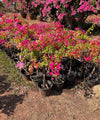 Bougainvillea Multicolor, Multicolor Bougainvillea, Bougainvillea Plant, Ornamental Plant, Landscaping Plant, Shrubs Plant, Saharanpur Nursery, Wholesale Plant Supplier, Wholesale Plant Nursery, Bougainvillea at wholesale