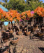 Bougainvillea Multicolor, Multicolor Bougainvillea, Bougainvillea Plant, Ornamental Plant, Landscaping Plant, Shrubs Plant, Saharanpur Nursery, Wholesale Plant Supplier, Wholesale Plant Nursery, Bougainvillea at wholesale