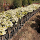 Bougainvillea White, White bougainvillea Spectabilis, Ornamental Plant, Landscaping Plant, Shrubs Plant, Saharanpur Nursery, wholesale Plant Supplier, Wholesale Plant Nursery, Bougainvillea At Wholesale  