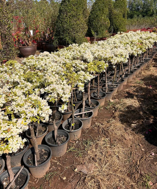 Bougainvillea White, White bougainvillea Spectabilis, Ornamental Plant, Landscaping Plant, Shrubs Plant, Saharanpur Nursery, wholesale Plant Supplier, Wholesale Plant Nursery, Bougainvillea At Wholesale  
