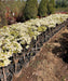 Bougainvillea White, White bougainvillea Spectabilis, Ornamental Plant, Landscaping Plant, Shrubs Plant, Saharanpur Nursery, wholesale Plant Supplier, Wholesale Plant Nursery, Bougainvillea At Wholesale  