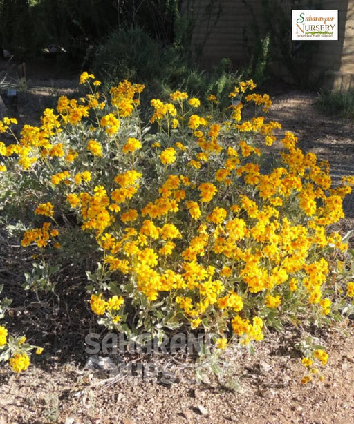 brittlebrush, goldenhills, Encelia farinosa