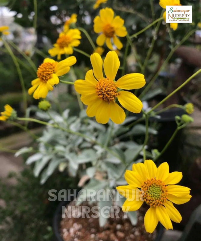 Brittlebush | Botanical Name Encelia Farinosa | Golden Hills | Ornamental Plant | Saharanpur Nursery | Wholesale Flower Plant Supplier