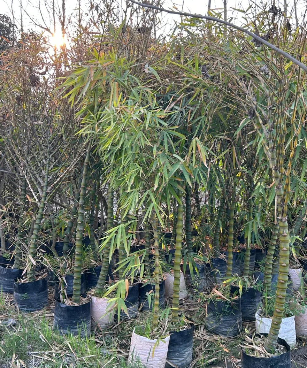 Bamboo Plants