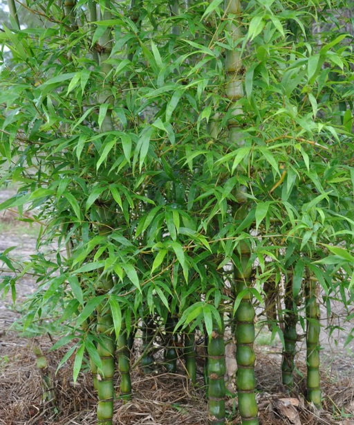 Buddha Belly Bamboo, Bambusa Ventricosa, Buddha Bamboo, Bamboo Plant, Landscaping Plant, Saharanpur Nursery, Wholesale Bamboo Plants, Bamboo Plants at Wholesale, Bamboo Plants India 