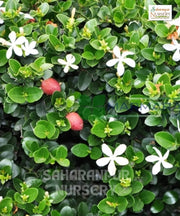 Natal Plum Plant, Carissa macrocarpa, Carissa grandiflora, Common Carissa
