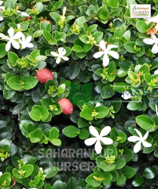 Natal Plum Plant, Carissa macrocarpa, Carissa grandiflora, Common Carissa
