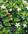 Natal Plum Plant, Carissa macrocarpa, Carissa grandiflora, Common Carissa