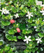 Natal Plum Plant, Carissa macrocarpa, Carissa grandiflora, Common Carissa