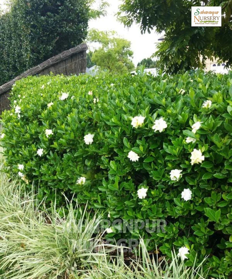 Natal Plum Plant, Carissa macrocarpa, Carissa grandiflora, Common Carissa