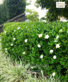 Natal Plum Plant, Carissa macrocarpa, Carissa grandiflora, Common Carissa