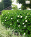 Natal Plum Plant, Carissa macrocarpa, Carissa grandiflora, Common Carissa