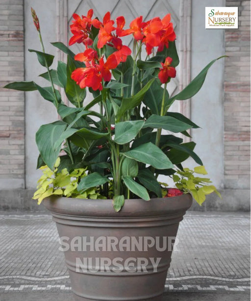 Canna Indica, Indian Shot Plant, African arrowroot, Edible Canna, Saharanpur Nursery