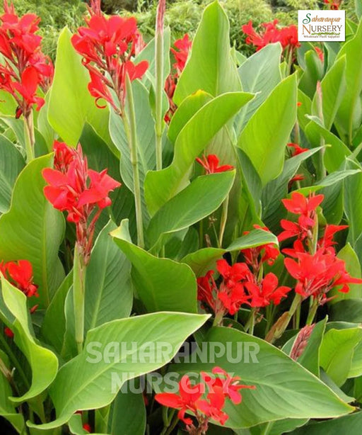 Canna Indica, Indian Shot Plant, African arrowroot, Edible Canna, Saharanpur Nursery
