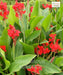 Canna Indica, Indian Shot Plant, African arrowroot, Edible Canna, Saharanpur Nursery