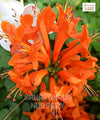 Orange Honeysuckle, orange tecomaria, Cape Honeysuckle, "Tecoma capensis
