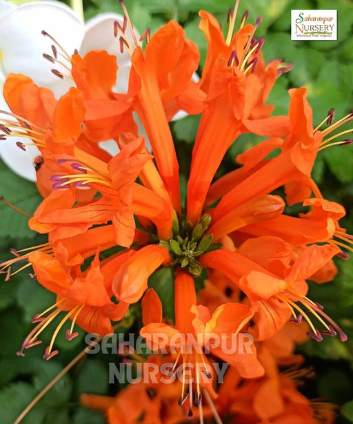 Orange Honeysuckle, orange tecomaria, Cape Honeysuckle, "Tecoma capensis