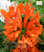 Orange Honeysuckle, orange tecomaria, Cape Honeysuckle, "Tecoma capensis
