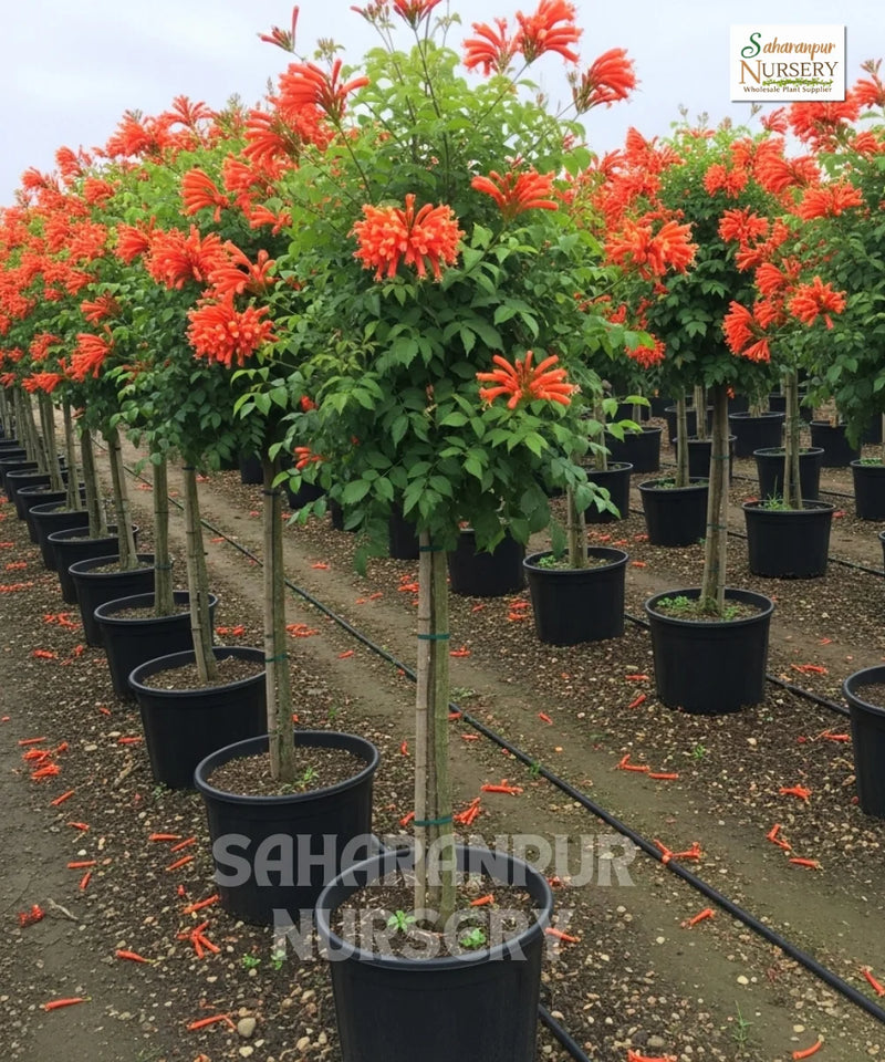 Orange Honeysuckle, orange tecomaria, Cape Honeysuckle, "Tecoma capensis
