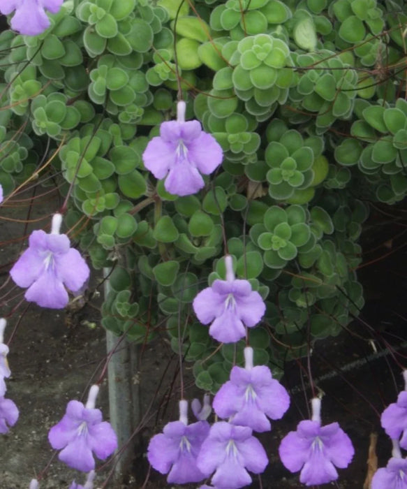 Cape Primrose, Trailing African Violet, Streptocarpus Saxorum, Ornamental Shrub, Creeper, Flower Plant, Saharanpur Nursery, Wholesale Plant Supplier, Wholesale Plant Nursery, Nursery in India, Landscaping Company in India, Plant Exporter in India 