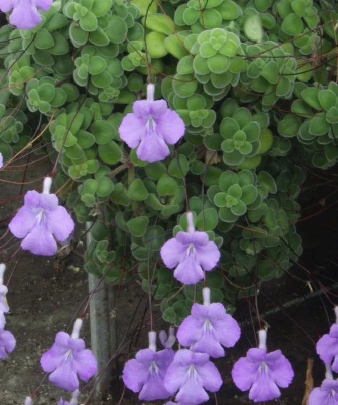Cape Primrose | Streptocarpus Saxorum | Ornamental Plant | Saharanpur Nursery | Wholesale Plant Supplier