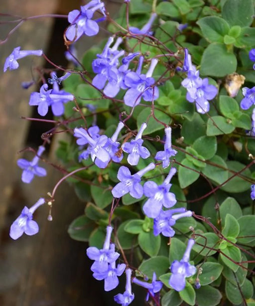 Cape Primrose, Trailing African Violet, Streptocarpus Saxorum, Ornamental Shrub, Creeper, Flower Plant, Saharanpur Nursery, Wholesale Plant Supplier, Wholesale Plant Nursery, Nursery in India, Landscaping Company in India, Plant Exporter in India 