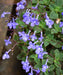 Cape Primrose, Trailing African Violet, Streptocarpus Saxorum, Ornamental Shrub, Creeper, Flower Plant, Saharanpur Nursery, Wholesale Plant Supplier, Wholesale Plant Nursery, Nursery in India, Landscaping Company in India, Plant Exporter in India 