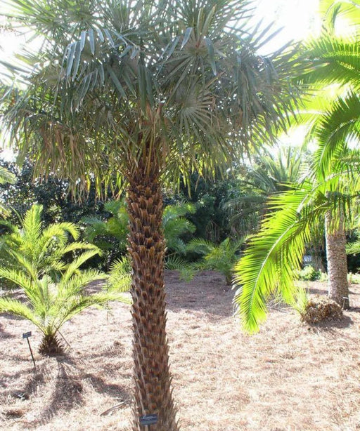 Caranday Palm, Wax Palm, Copernicia alba, Palm Tree, Ornamental Tree, Landscaping Tree, Saharanpur Nursery, Wholesale Plant Supplier, Wholesale Plant Nursery, Nursery in India, Landscaping Company in India, Plant Exporter in India